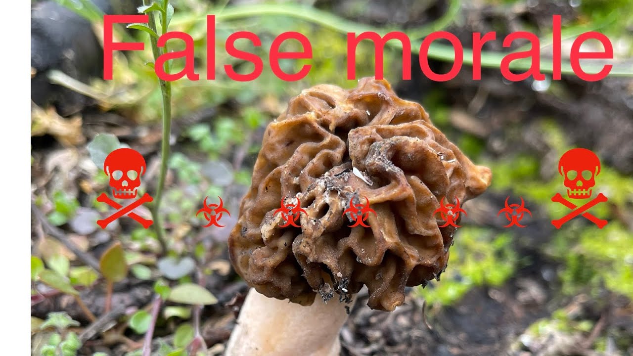 Identifying morels