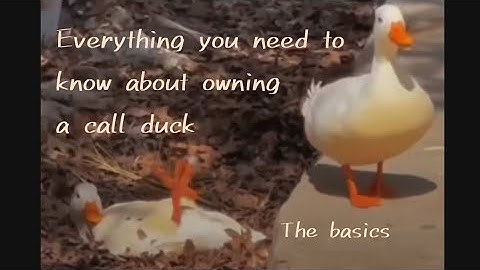 Quick guide for first time call duck owners