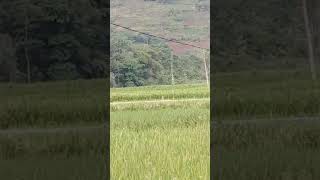 Download Lagu hidup nyaman di desa#shorts #tiktok MP3