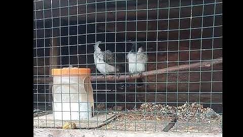 Budidaya burung kutilang