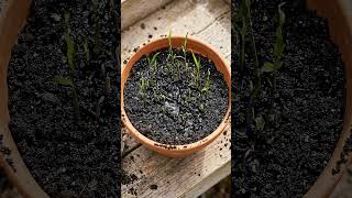Grow Unlimited Ginger at Home! 🫚 | Easy Container Planting & Harvesting Guide