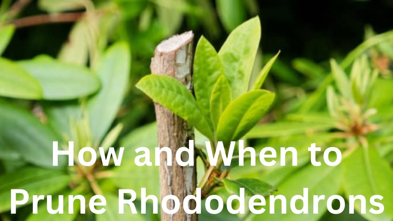 How and When to prune Rhododendrons