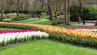 Keukenhof Garden opens its doors in 2021 after two years