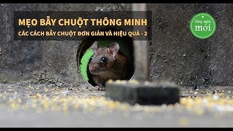Mẹo bẫy chuột thông minh – Các cách bẫy chuột đơn giản và hiệu quả  – Mouse Trap