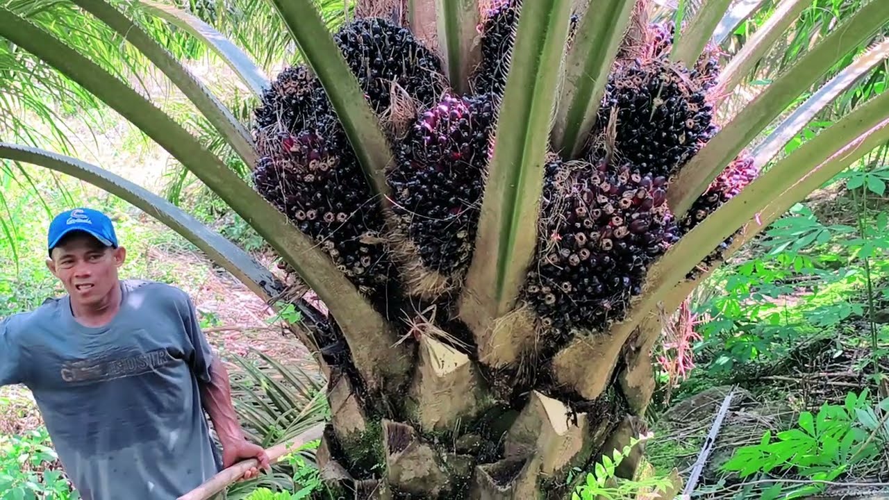 Урожай PPKS 239 фруктов обильный, ребята