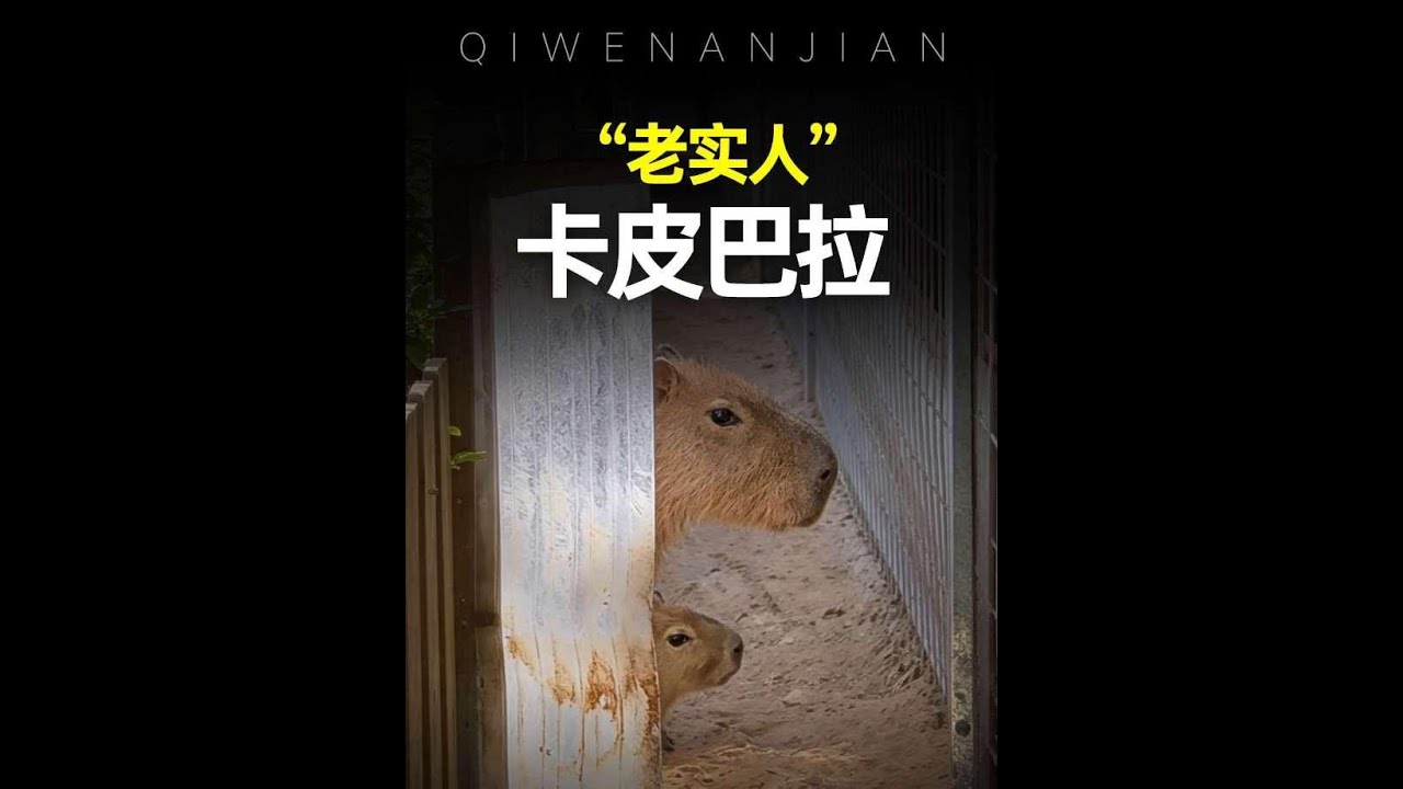 卡皮巴拉為什麼情緒這麼穩定？卡皮巴拉為什麼敢在鱷魚群裡路過？#卡皮巴拉 #動物解說 #神奇動物