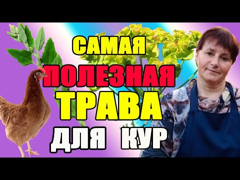 Видео: Домашний корм для кур - Как вырастить корм для кур в саду