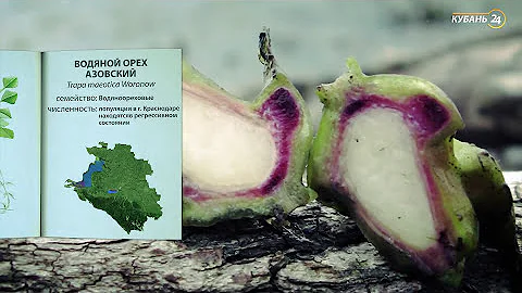 «Красная книга Кубани». Водяной орех