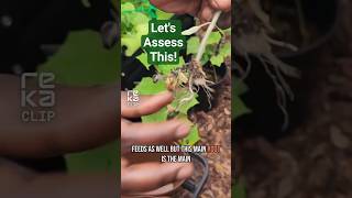 Roots Secrets Revealed #shorts #gardening