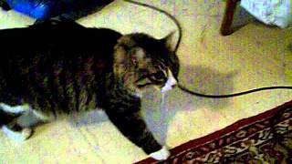 Чиж Разбушевался