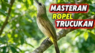 TRUCUKan gacor ropel slow‼️sangat cocok buat masteran dan pacingan bahan