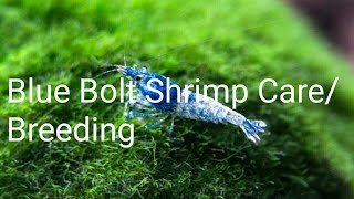 Blue Bolt Shrimp Care And Breeding screenshot 4