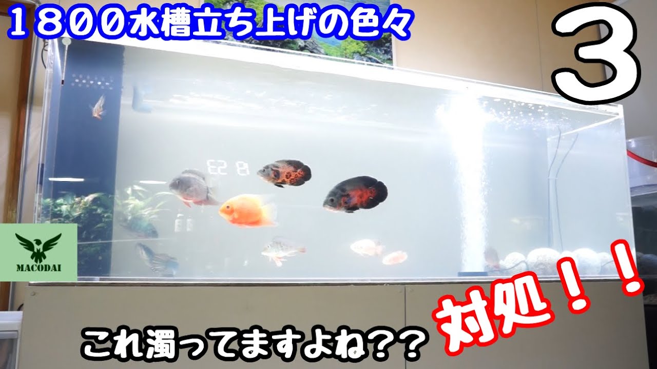 アクアリウム 180cm水槽 立ち上げ3 大型水槽初チャレンジ 水槽部屋 New American Cichlid Tank 3 648l Tank 171gal Tank Youtube アクアリウム 180cm水槽 立ち上げ3 大型水槽初チャレンジ 水槽部屋 New American Cichlid Tank 3 648l Tank 171gal Tank Youtube