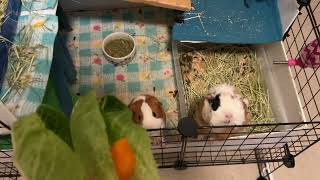 Feeding the guinea pigs dinner!