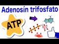 Adenosín trifosfato - ATP | Estructura, funciones, hidrólisis y ciclo 😸