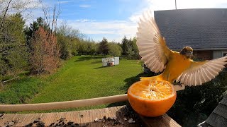 baby oriole