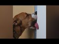 ARE you TIRED of this QUARANTINE - YOU MUST watch this FUNNY ANIMALS