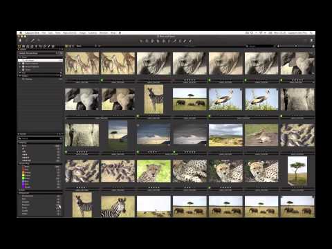 Search and Filtering in Capture One 7 | Phase One