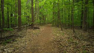 Red Trail to White Oak Ridge Loop ASMR Virtual Hiking