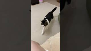 名前を呼ぶと来て甘えてくれる猫と嫉妬する猫 #shorts