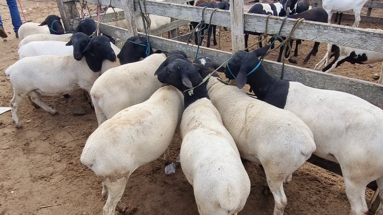 Feira de bode ovelhas e suínos em capoeira-Pe 20-02-2026