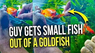 Guy Gets Small Fish Out of a Chubby Goldfish Who Tried to Swallow It