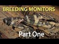 Breeding monitor lizards in captivity Part One:  Introduction to the series