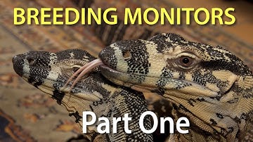 Het kweken van varanen in gevangenschap Deel één: Inleiding tot de serie