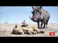 Timón Y Pumba Encuentran A Simba Voces Originales Español Latino The Lion King Timón Y Pumba Encuentran A Simba Voces Originales Español Latino The Lion King