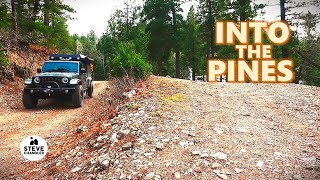 Trading Juniper For Pine