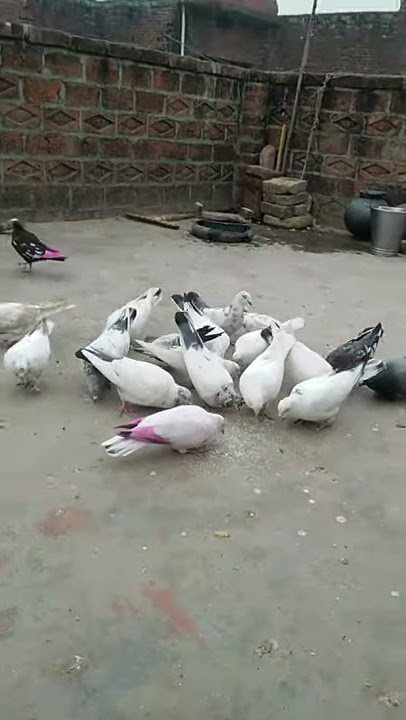 shabaan,,Khan Salman Khan ke video