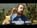 Diferencia entre picotas y cerezas - Visita al Valle del Jerte