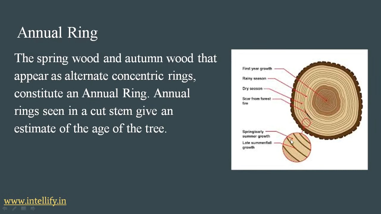 Secondary Growth Anatomy of Flowering Plants Chapter 6