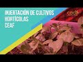 Injertacin para cultivos hortcolas