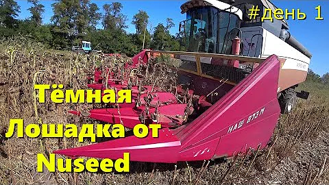 НАЧАЛО УБОРКИ ПОДСОЛНЕЧНИКА 2023 /  Поле Подсолнухов Осенью / Урожайность Подсолнечника ???