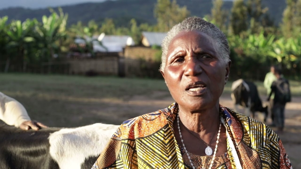 Gakenke: Uko Gahunda ya Girinka igenda ishinga imizi binyuze mu Korozanya