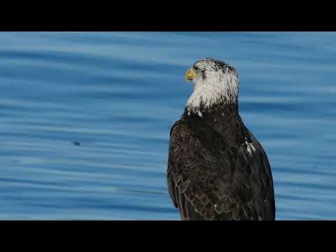 Sonido de halcón y águila ahuyenta asusta palomas - YouTube