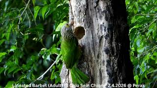 Lineated Barbet (Adult) @ Chiu S C DSCN3055