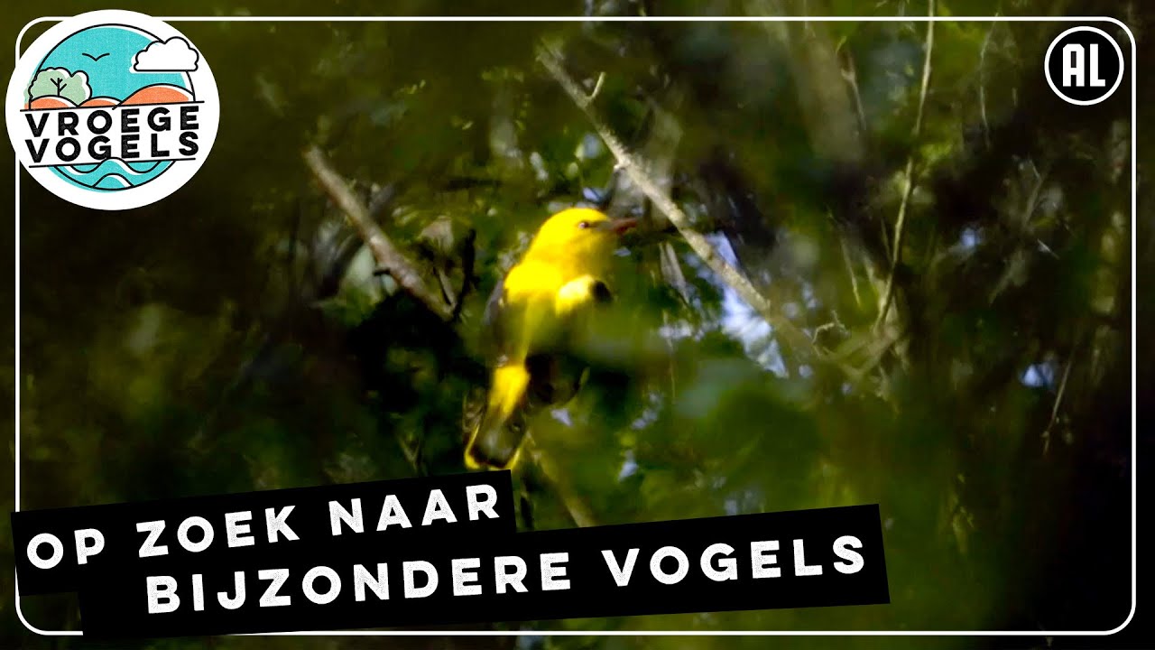 Een divers palet aan vogels | TV | Vroege Vogels - YouTube