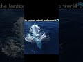 Facts About Blue whale l