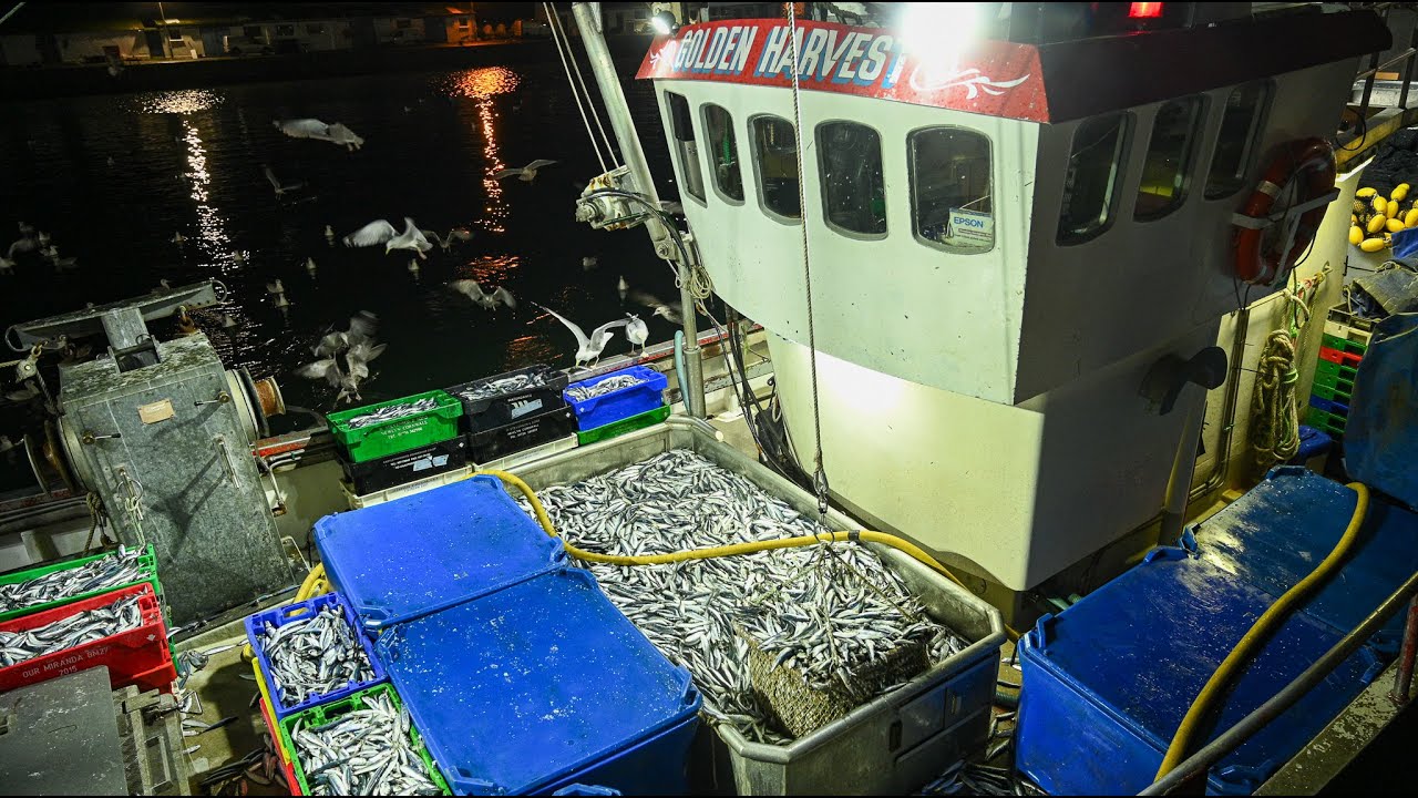 FISHING BOATS CATCH HUGE HAUL OF FISH - Sardine Purse Netting Fleet Landing In Newlyn Cornwall
