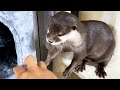The end result of the otter trying to play with me is too cute. #Shorts