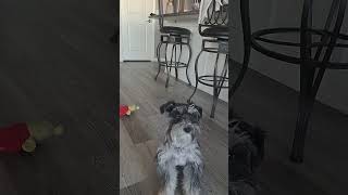 Mylo the Mini Schnauzer