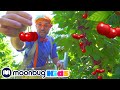 Blippi visita un granja de cerezas | Blippi Españo | Videos educativos para niños