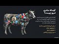 گوساله طلایی رستگاری بدون بلوغ آگاهی محمد علی طاهری 