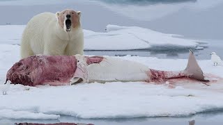 El Oso Polar: Feroz Soberano del Ártico, Este Gigante incluso Caza BALLENAS