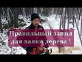 Правильный валочный запил дерева для  валки Как правильно валить деревья бензопилой? Видео с вахты