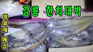 강릉낚시 한치대박 에깅 막나옵니다 손맛 좋고~ 현장에서 회떠먹기