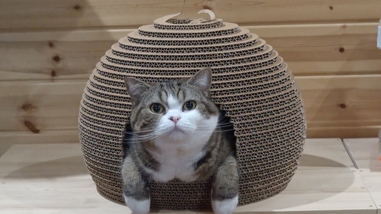 まるの誕生日カウントダウン動画8。-Maru's Birthday Countdown Video8