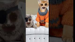 RAPING CATS